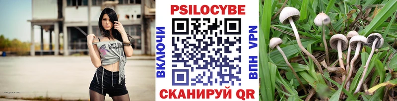 где купить наркотик  Богородск  Псилоцибиновые грибы Psilocybine cubensis 